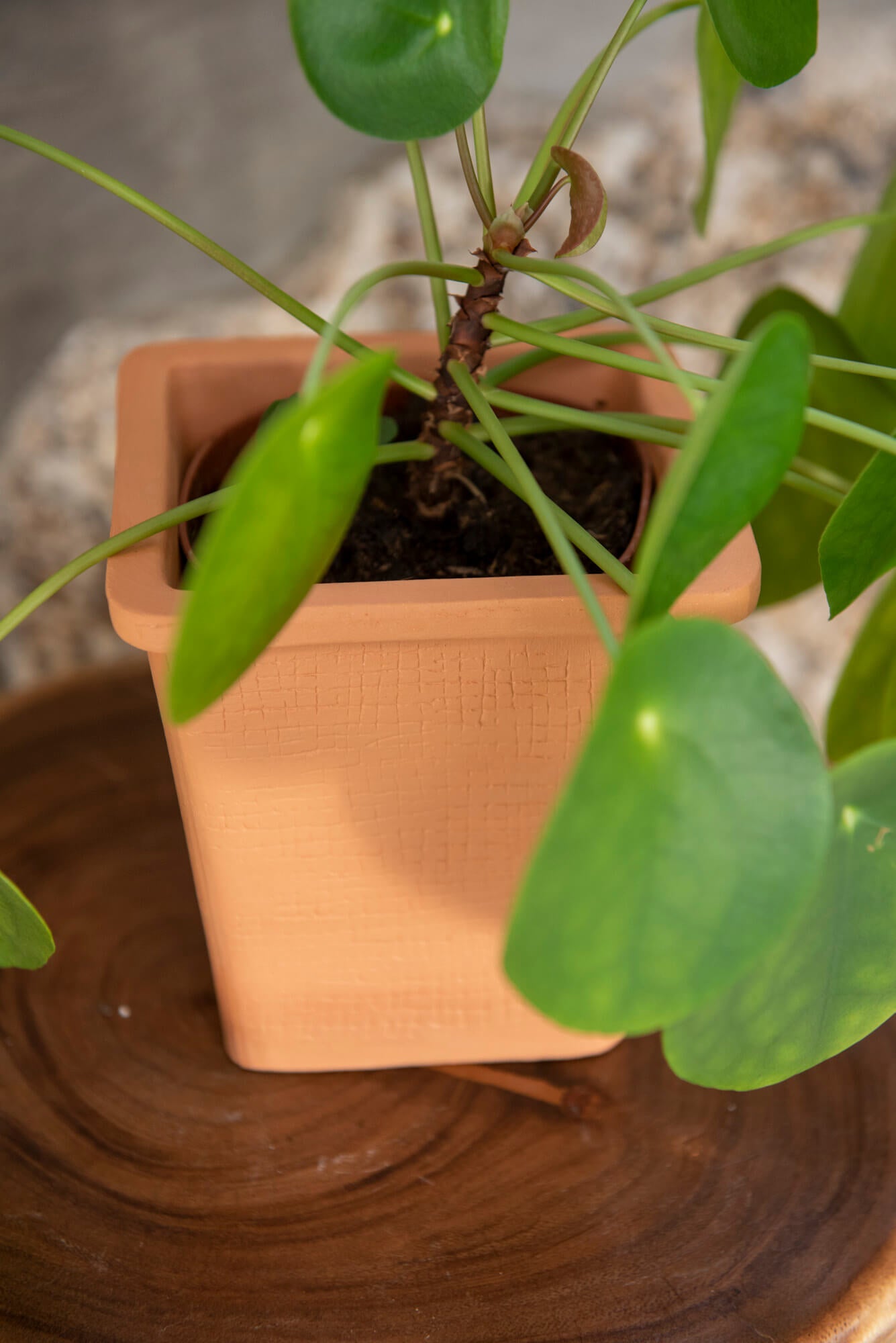 VASO QUADRADO MÉDIO 14x14 - RATTAN TERRACOTA